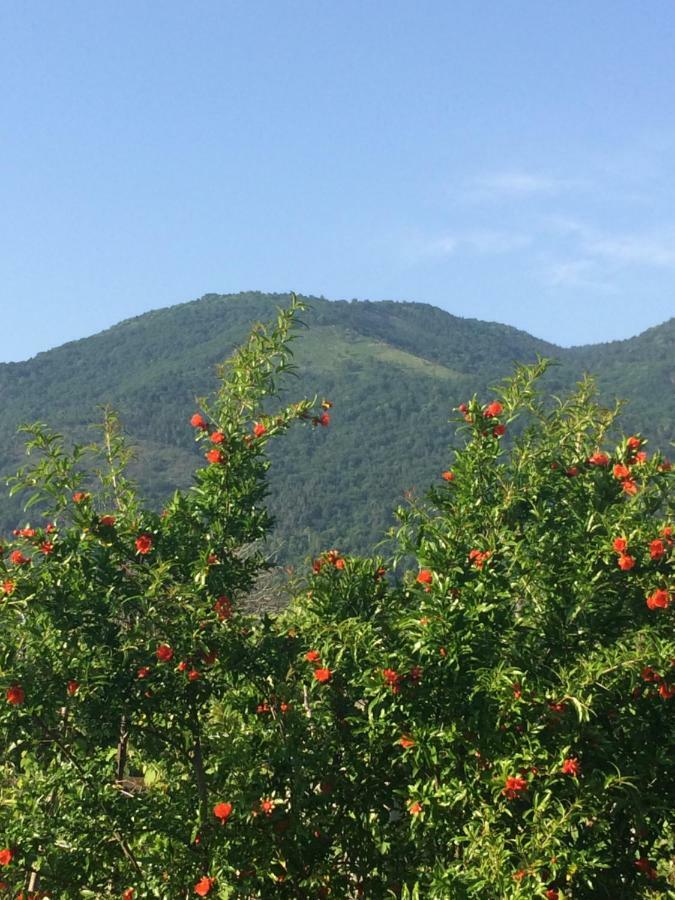 Гостевой Дом Эльвира Γκάγκρα Εξωτερικό φωτογραφία